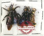 Scientific lot no. 334 Hymenoptera (3 pcs)