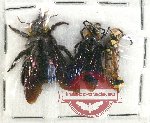 Scientific lot no. 334 Hymenoptera (3 pcs)