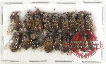 Scientific lot no. 338 Hymenoptera (19 pcs)