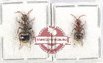 Scientific lot no. 320 Hymenoptera (Mutilidae) (2 pcs)