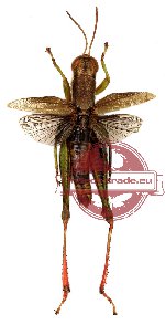 Orthoptera sp. 14 (SPREAD)