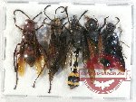 Scientific lot no. 332 Hymenoptera (5 pcs A2)