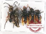 Scientific lot no. 328 Hymenoptera (5 pcs A2)