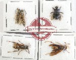 Scientific lot no. 345 Hymenoptera (5 pcs)