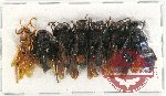 Scientific lot no. 353 Hymenoptera (7 pcs)