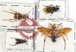 Scientific lot no. 323 Hymenoptera (4 pcs)