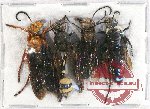Scientific lot no. 331 Hymenoptera (4 pcs A2)