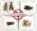 Scientific lot no. 343 Hymenoptera (5 pcs)