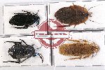 Scientific lot no. 83 Blattodea (4 pcs A, A-, A2)