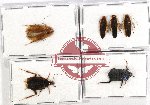 Scientific lot no. 87 Blattodea (6 pcs A, A-, A2)