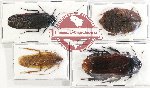 Scientific lot no. 82 Blattodea (4 pcs - 2 pcs A2)