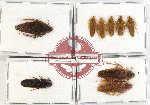 Scientific lot no. 85 Blattodea (9 pcs A, A-, A2)