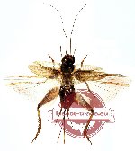 Orthoptera sp. 16 (SPREAD)