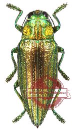 Chrysodema (Pseudochrysodema) sp. 11