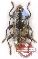 Tmesisternus mucronatus