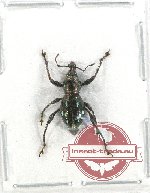 Sphenomorpha sp. 3A (5 pcs A2)