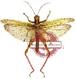 Orthoptera sp. 18 (SPREAD)