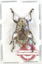 Lamiinae sp. 45 (5 pcs)