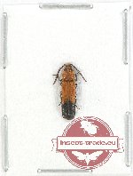 Elateridae sp. 36