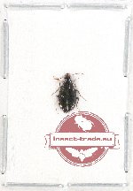Carabidae sp. 51