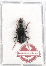 Carabidae sp. 53
