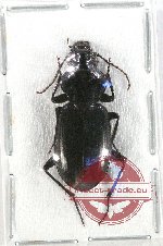 Lesticus leopoldi