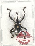 Curculionidae sp. 118 (5 pcs)