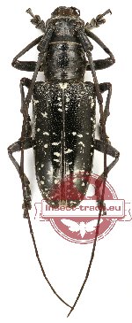 Epepeotes ceramensis (A-)