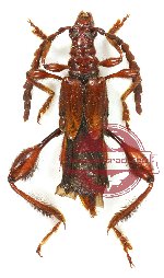 Merionoeda baoshana Chiang, 1963