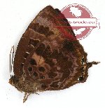 Arhopala micale novaeguineae (A-)