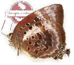 Arhopala micale ribbei