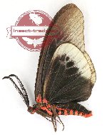 Gynautocera philomera philomera