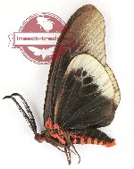 Gynautocera philomera philomera (A-)