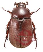 Onychionyx minor