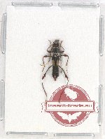 Artimpaza biplagiata (Gahan, 1906)