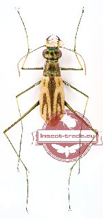 Abroscelis anchoralis (A2)