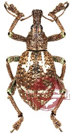 Rhinoscapha sp. 2