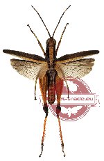 Orthoptera sp. 27 (SPREAD)