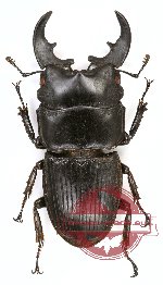 Aegus philippinensis banggaiensis (A2)