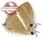 Dacalana anysiades