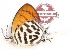 Drupadia ravindra connexa