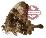 Papilio peranthus ssp.