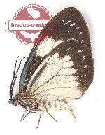 Cyclosia macularia metachloros (A-)