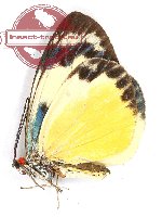 Chalcosia phalaenaria phalaenaria (A2)