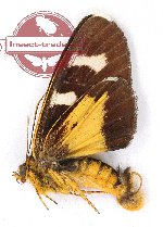 Scrobigera vaccilans ssp. (A2)