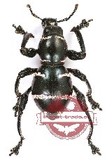 Pachyrhynchus sp. 1