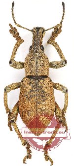 Rhinoscapha sp. 18