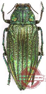 Chrysodema sp. 33