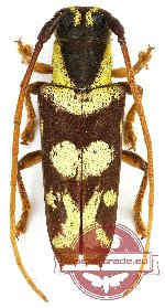 Glenea pulchella (A-)