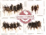 Scientific lot no. 3 Orthoptera (A, A-, A2) (19 pcs)